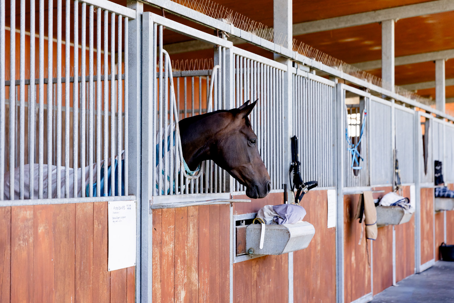 Horse looking out from a stable at Boneo Park