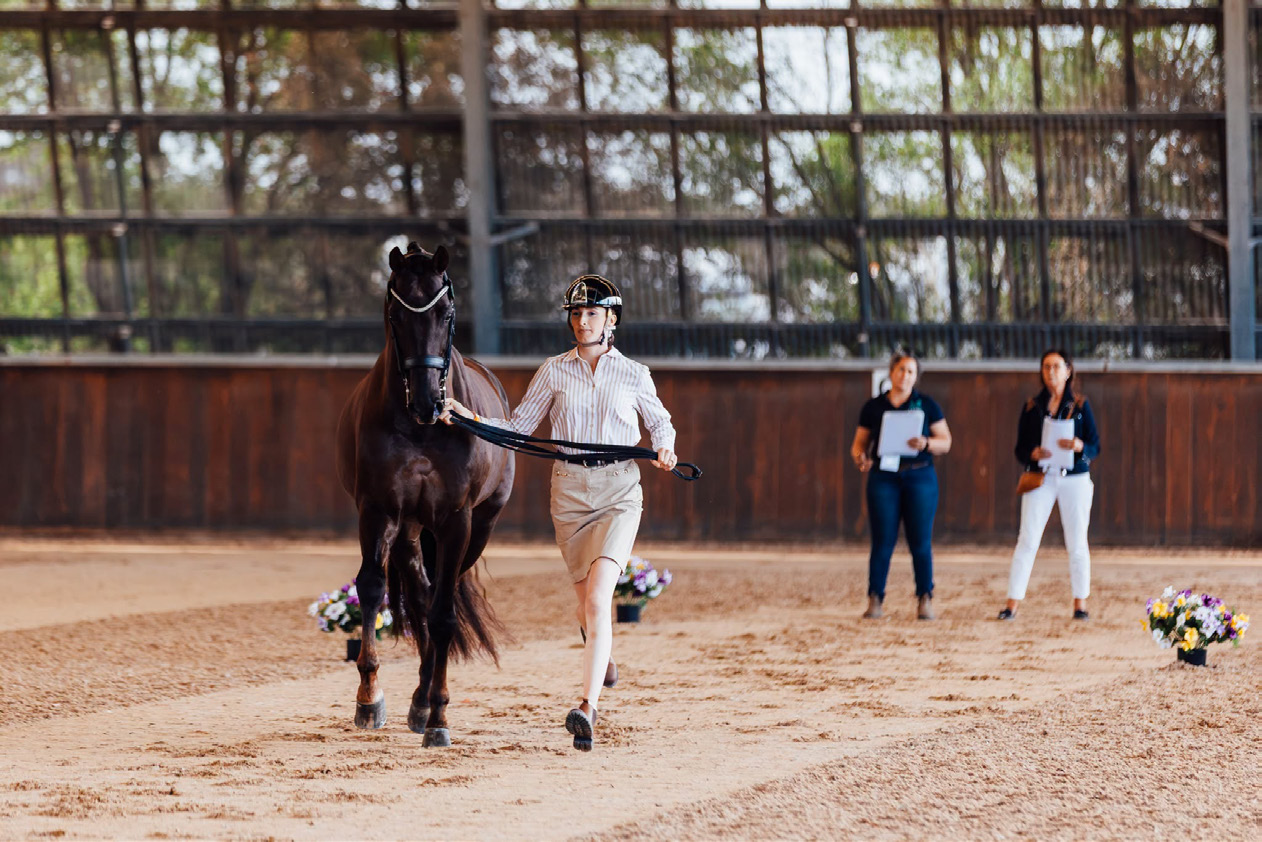 Horse being led through the indoor arena