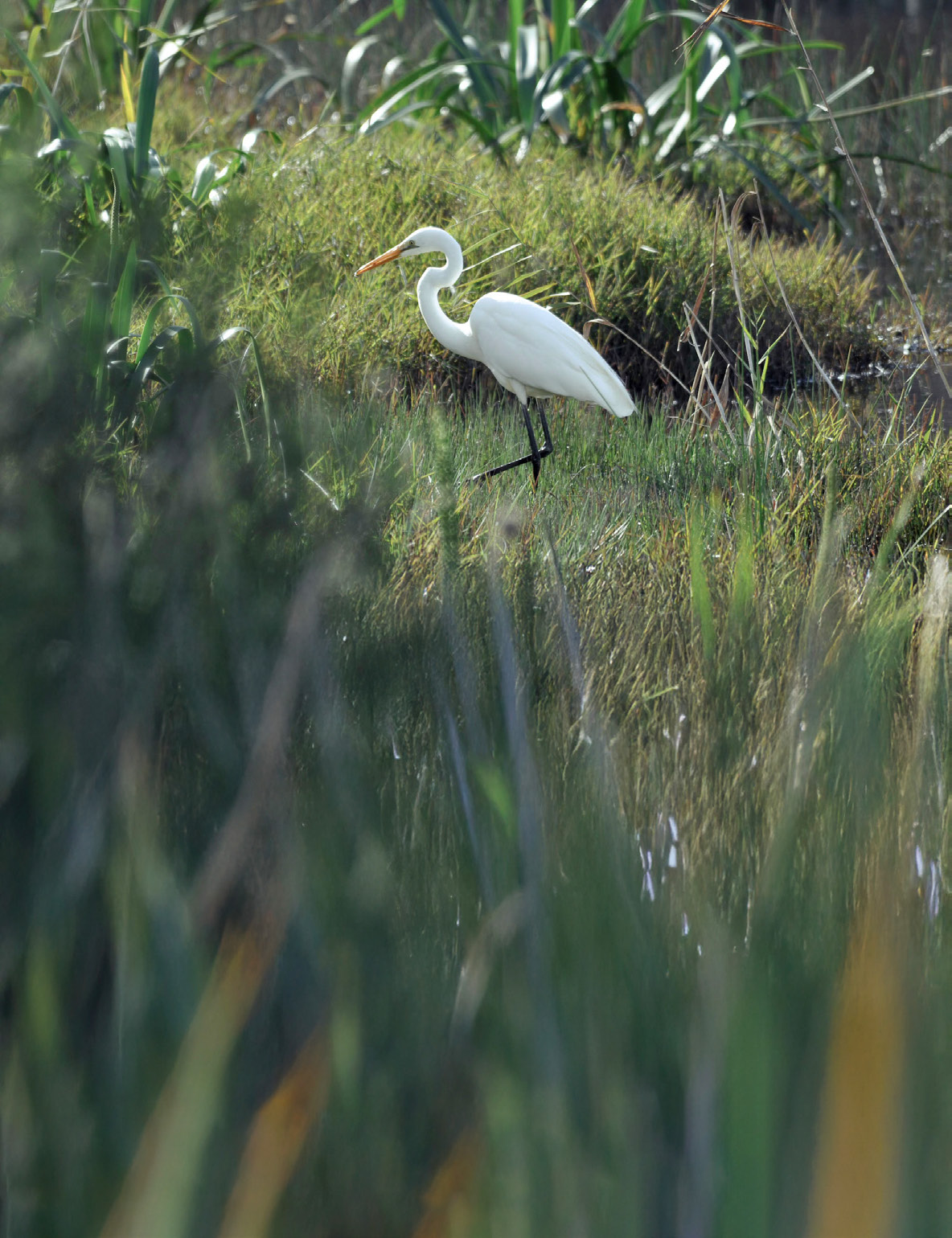 White egret wading through tall wetland grass