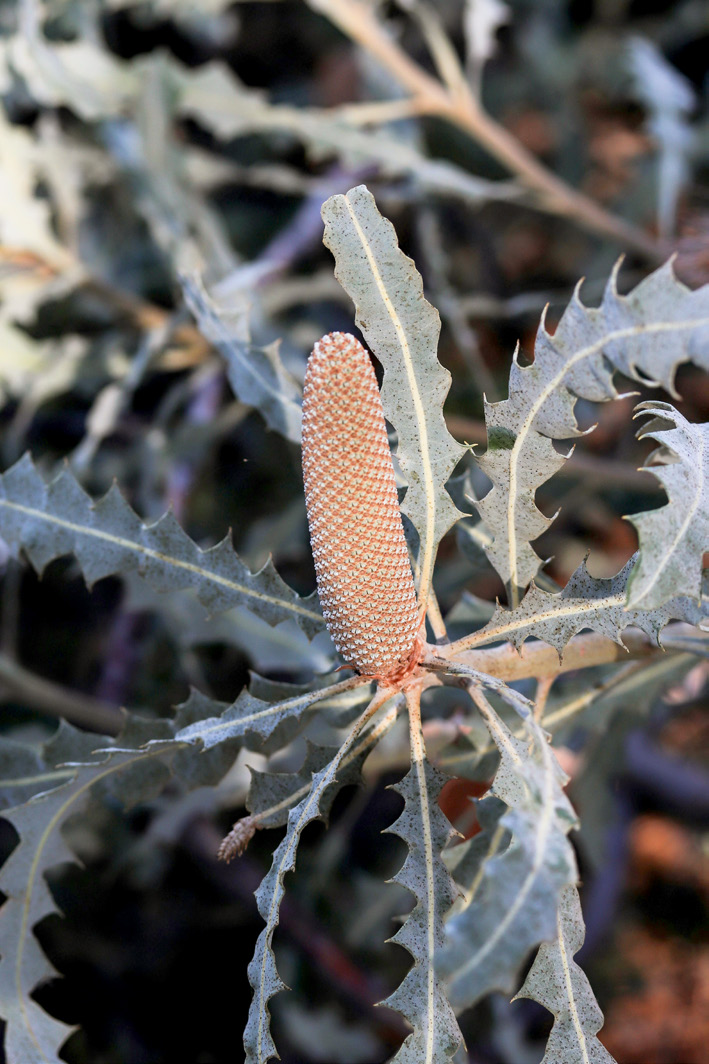 Banksia flower among silver leaves