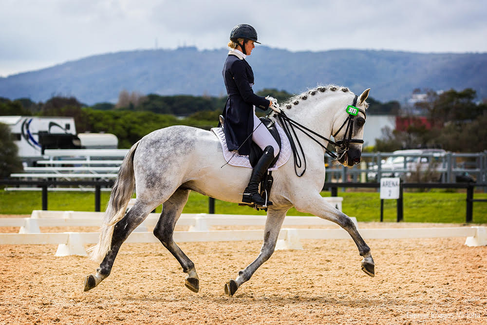 Grey horse in a dressage test
