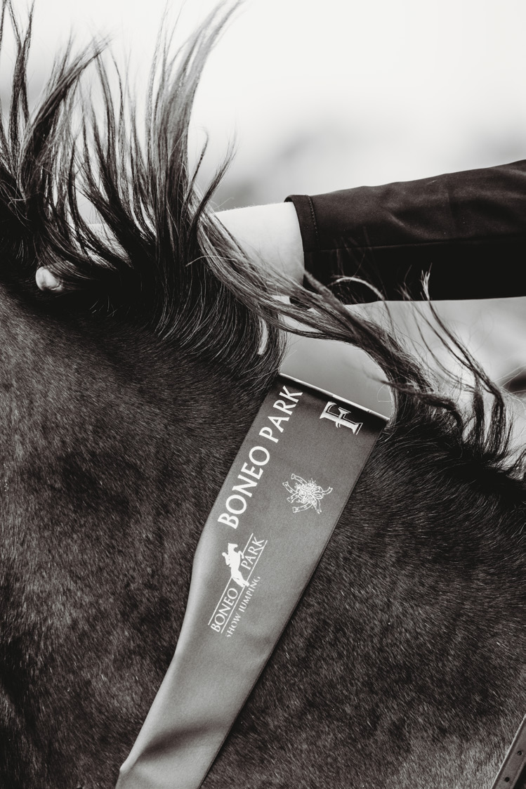 Horse wearing a Boneo Park browband