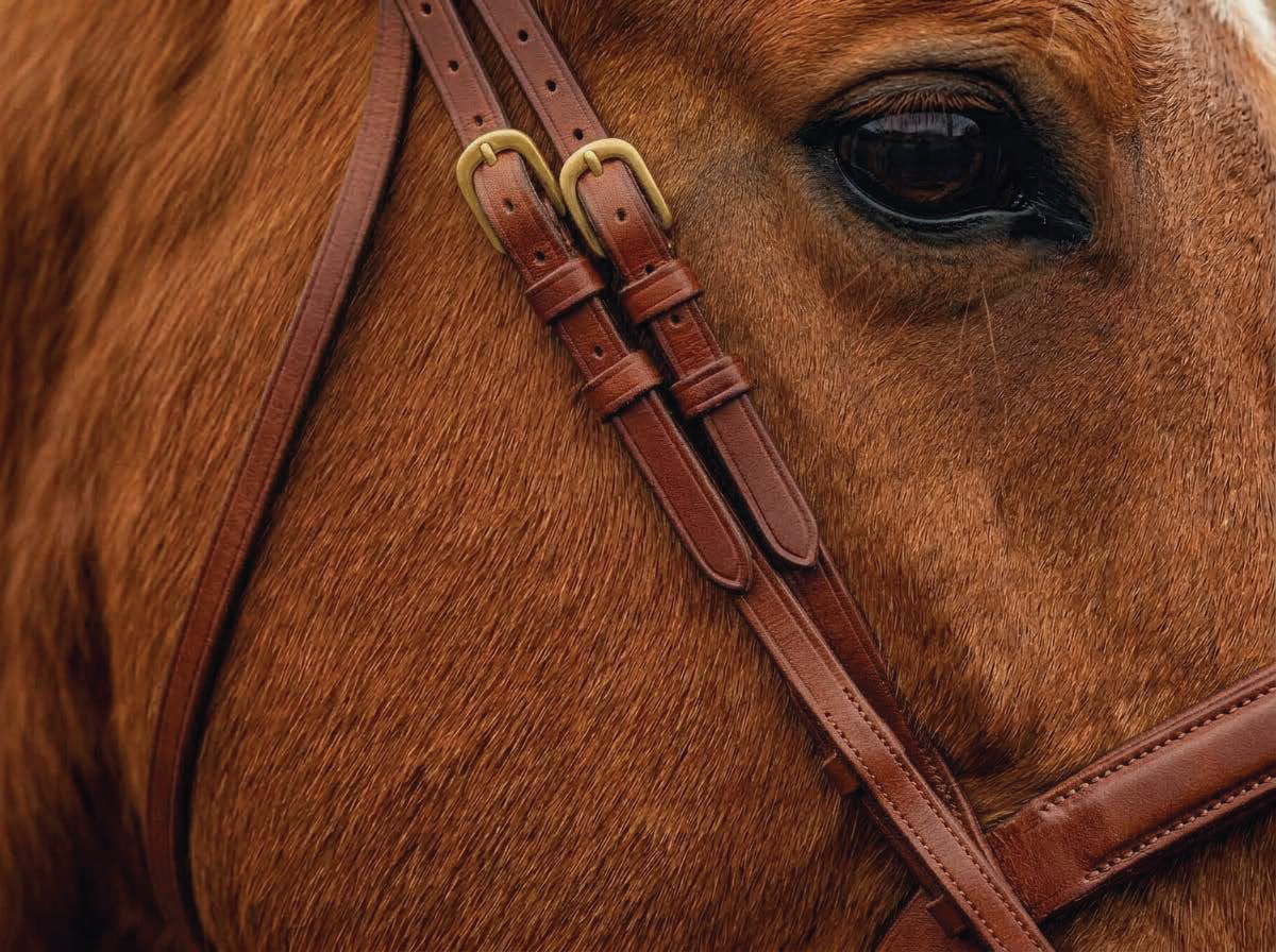 Close-up of a chestnut horse’s eye and leather bridle