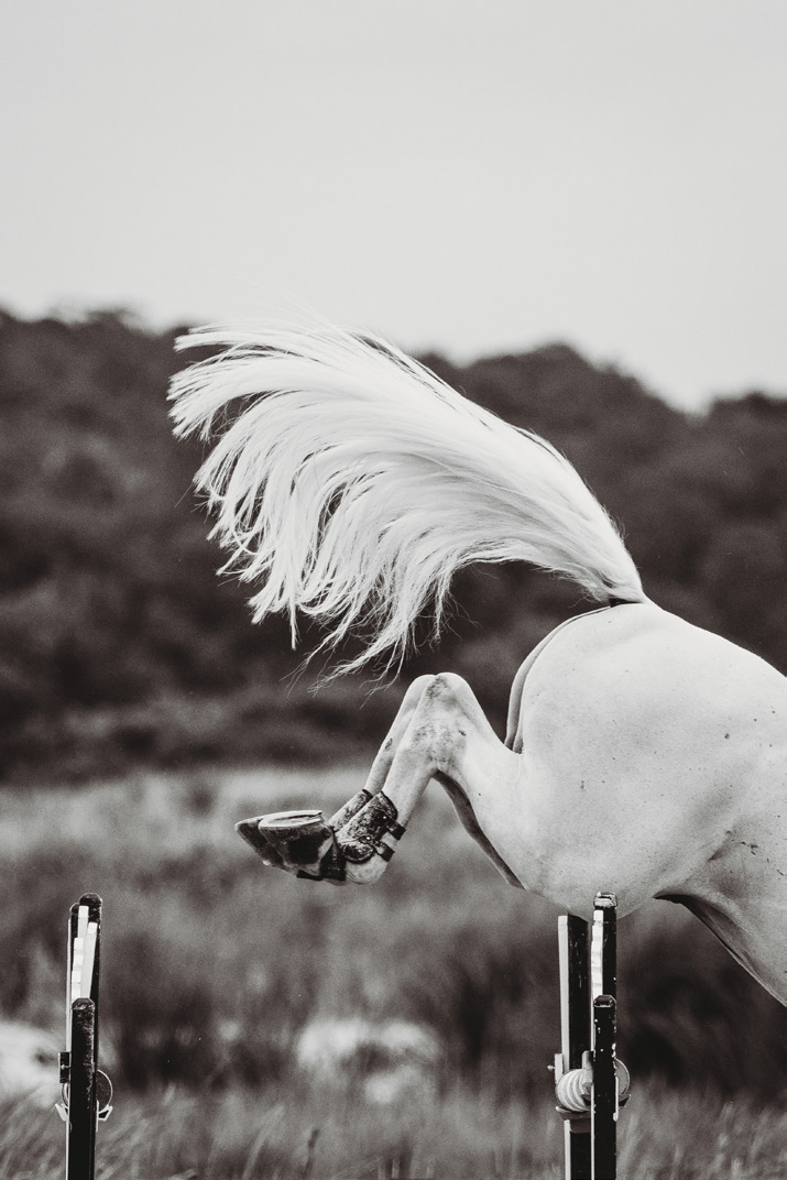 White horse rearing, mane flying, in black and white