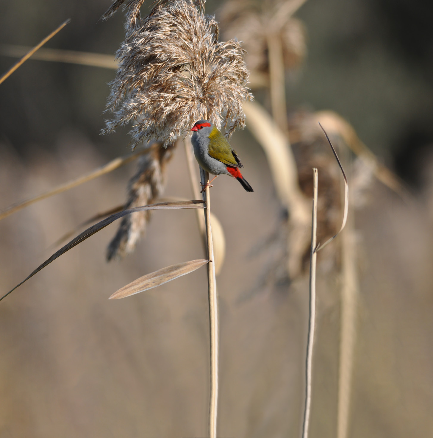 Small native bird perched on a reed