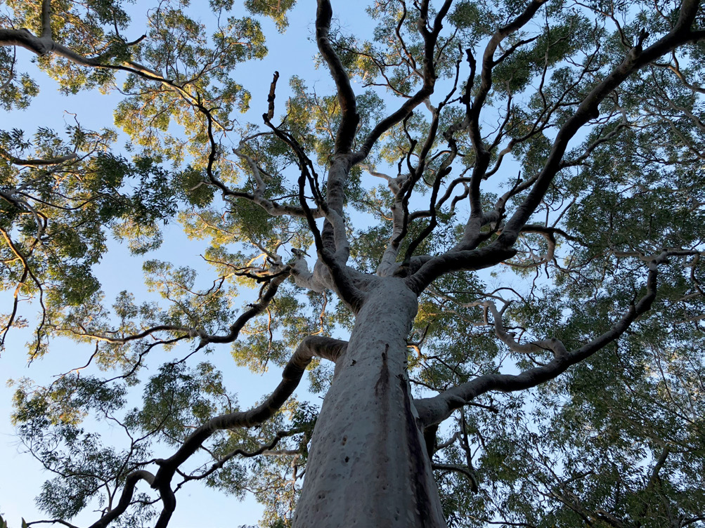 Looking up through the branches of an old gum