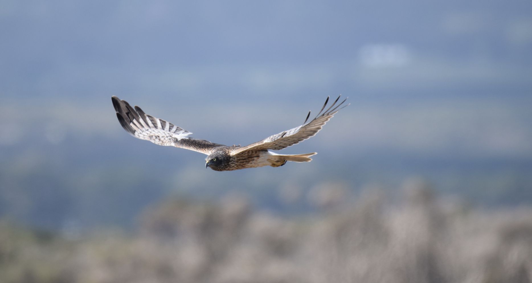 Swamp harrier in flight