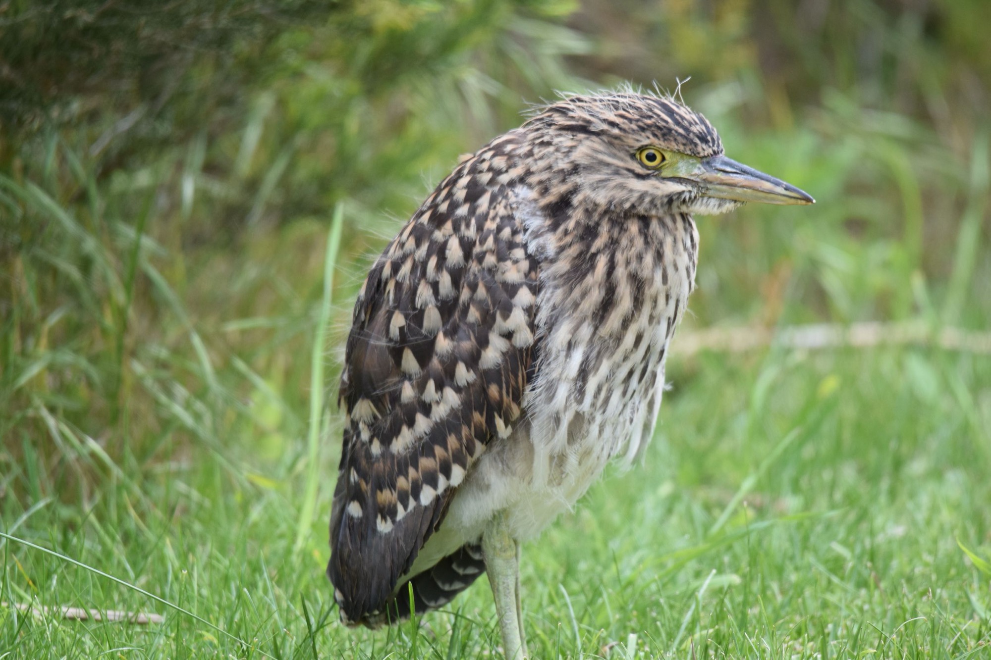 White-faced heron