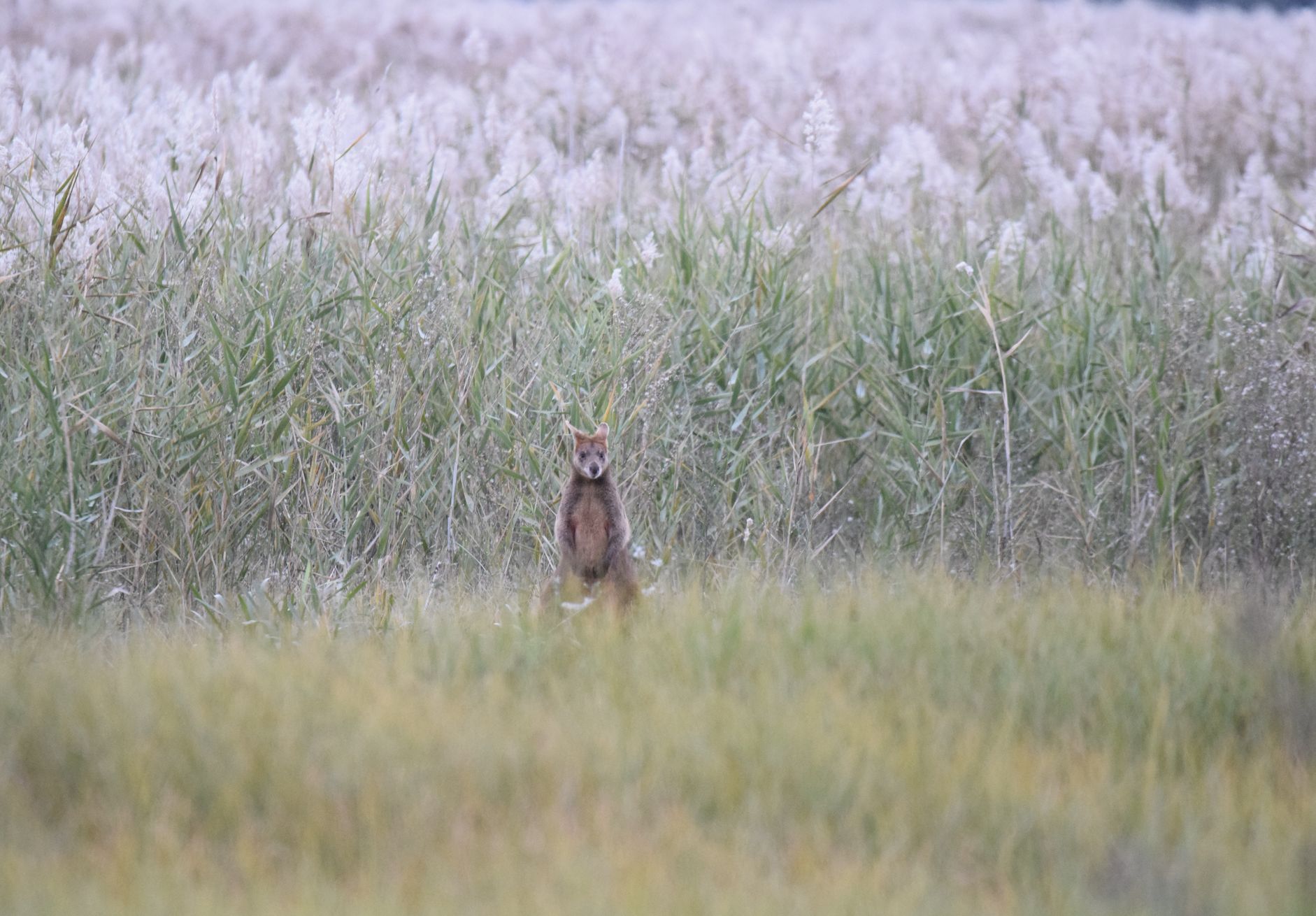 Swamp wallaby in the woodland