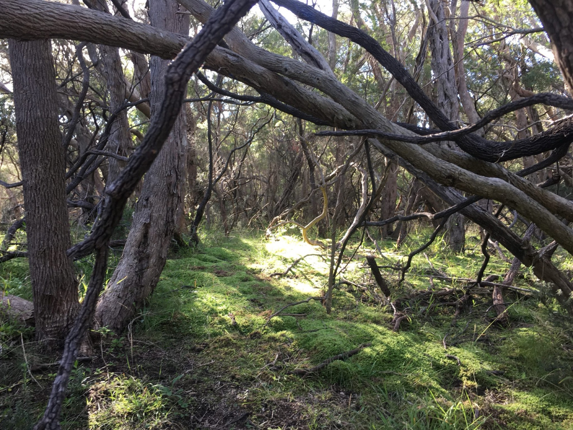 Old Moonah trees in the woodland